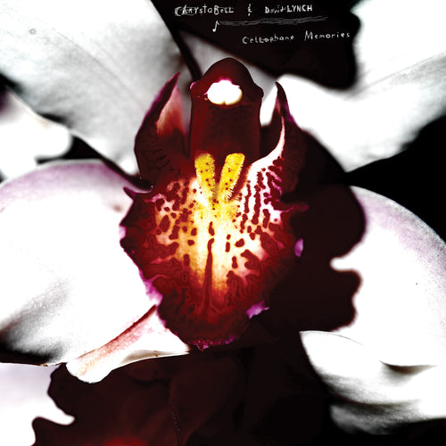 Close-up of a vibrant orchid flower with deep red and yellow markings on white petals for Cellophane Memories album.